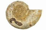 Jurassic Cut & Polished Ammonite Fossil (Half) - Madagascar #223244-1